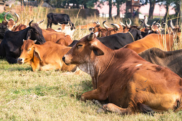 a herd of cows resting in a meadow. Indian sacred zebu cows.