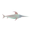 Marlin fish - vector illustration