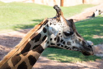 Beautiful African giraffe