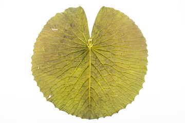 Wall Mural - Lotus leaf