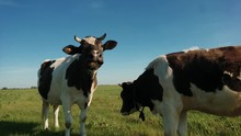 Black White Cow On Village Pasture. Cow Farm Scene. Black White Cow Portrait. Black White Cow Grazing. Two Black And White Cows Standing In A Pasture Under A Blue Sky And A Straight Horizon