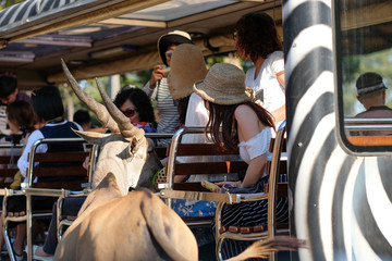 Shuttle bus in the zoo