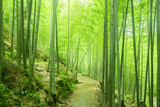 Fototapeta Dziecięca - In spring, in the sunshine, a path passes through the lush bamboo forest.