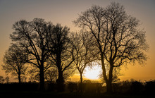 Winter Sunset With Bare Tree Silhouette 