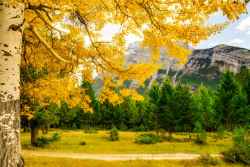 autumn in the rocky mountains upclose birch tree
