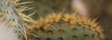 Panoramic Closeup Shot Fo A Cactus