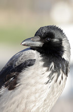 Closeup Portrait Of A Beautiful Gray Raven