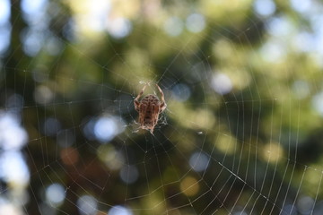 closeup of spider on a web
