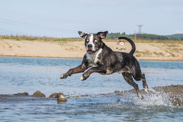  Catahoula Leopard Dog is jumping into the water. Dog in amazing autumn photo workshop in Prague.