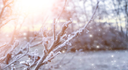  Winter background, snowy tree branches, sunlight.