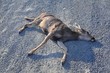 © Jeremy - Dead White-tailed or mule doe deer hit by a car or truck lying killed on the roadside, sad roadkill in the Rocky Mountains of Utah. USA.
