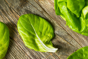 Canvas Print - Raw Green Organic Butter Lettuce