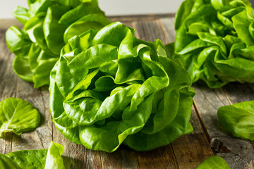 Canvas Print - Raw Green Organic Butter Lettuce