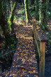A bridge in the woods with a lot of fallen leafs