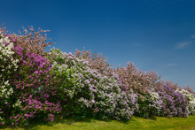 Row Of Common Lilac Bushes Flowering Beside Pink Crabapple Trees In Spring