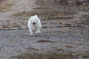  Portrait of a white Samoyed dog