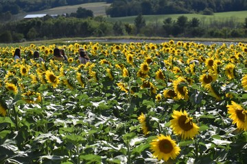 sunflower on a farm