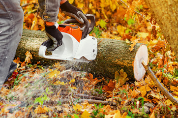 Canvas Print - Lumberjack saws tree with a chainsaw in the forest