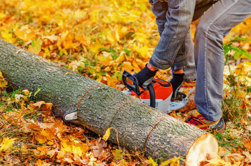 Wall Mural - Man with a chainsaw in the forest sawing felled firewood