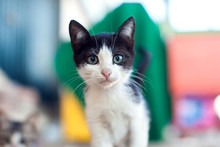 Homeless Kitten Looking At Camera On The Street. Animal Protection Concept