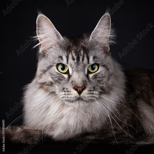 Photographie Head of a Handsome Black Silver Mackerel Tabby Maine Coon cat looking straight a