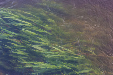 Sticker - river stream and grass growing at the bottom.