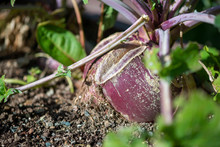 A Large Turnip Vegetable Growing In The Ground With Leaves And Stalks Above The Soil.