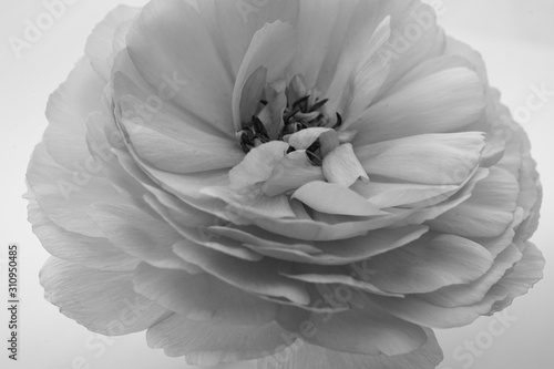 シャクヤク 芍薬 花 ピンク クローズアップ 一輪 白バック 白背景 白黒 モノクロ Stock Photo Adobe Stock シャクヤク 芍薬 花 ピンク クローズアップ 一輪 白バック 白背景 白黒 モノクロ Stock Photo Adobe Stock
