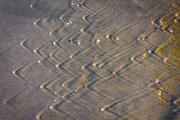 Seashells create a pattern in the sand