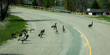 MAY 23 2019, USA - Canadian Geese crossing road