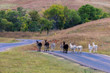 Burros (Donkeys) watch Annual Custer State Park Buffalo Roundup