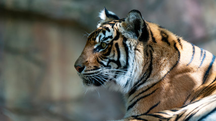 Wall Mural - Sumatran tiger profile looking right to left of frame