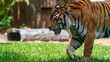 Sumatran tiger walking across frame right to left in profile and close up