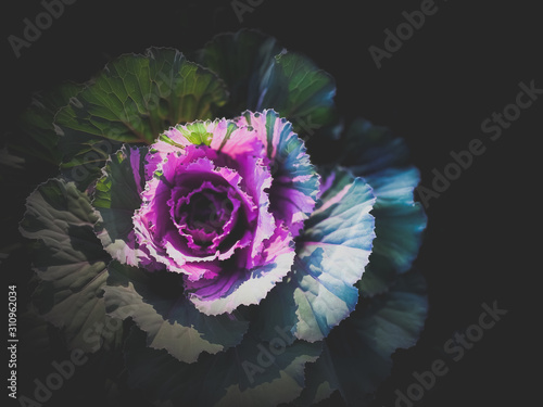 Close up ornamental cabbage in dark scene vegetable food backgrounds © mapichai