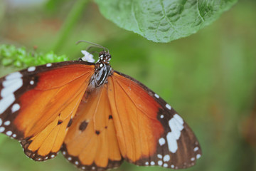 beautiful orange butterfly on blossom flower in the morning