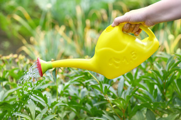 Fragment of a female farmer's hand holding a yellow watering can against the background of greenery in the garden.  Water runs from the watering can.