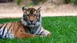 Sumatran tiger laying on grass looking directly at camera mid shot