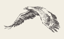 Flying Eagle Hand Drawn Vector Illustration Sketch