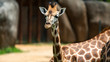 Baby giraffe headshot looking off camera
