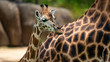 Baby giraffe head shot next to parent
