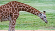 Giraffe mid shot profile looking down