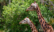 Baby giraffe with parent profile mid shot