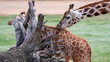 Giraffes eating roots