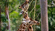 Two giraffes eating from tree headshots