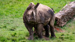 Baby rhinoceros looking at camera full body shot