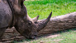 Rhinoceros head shot profile with mud covering