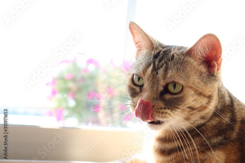 上目遣いで舌をぺろりと出す猫アメリカンショートヘアー - Acheter 