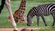 Grazing zebra inbetween giraffes
