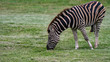 Solo zebra grazing full body shot right of frame