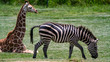 Zebra and giraffe full body shot